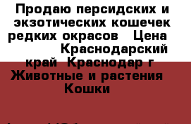 Продаю персидских и экзотических кошечек редких окрасов › Цена ­ 15 000 - Краснодарский край, Краснодар г. Животные и растения » Кошки   